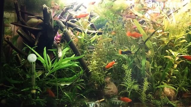 #БЗДА!  ВСЕ ЧТО ХОТЕЛИ ЗНАТЬ ПРО МОЙ АКВАРИУМ И ЭКСПЕРИМЕНТЫ С УКСУСОМ И ОРТОФОСФОРНОЙ КИСЛОТОЙ! смотреть онлайн