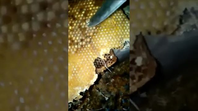 Перетапливают воск на пасеки как? Честный обзор! смотреть онлайн