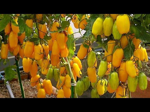 Томаты. Что я делаю с листьями и пасынками томатов. смотреть онлайн