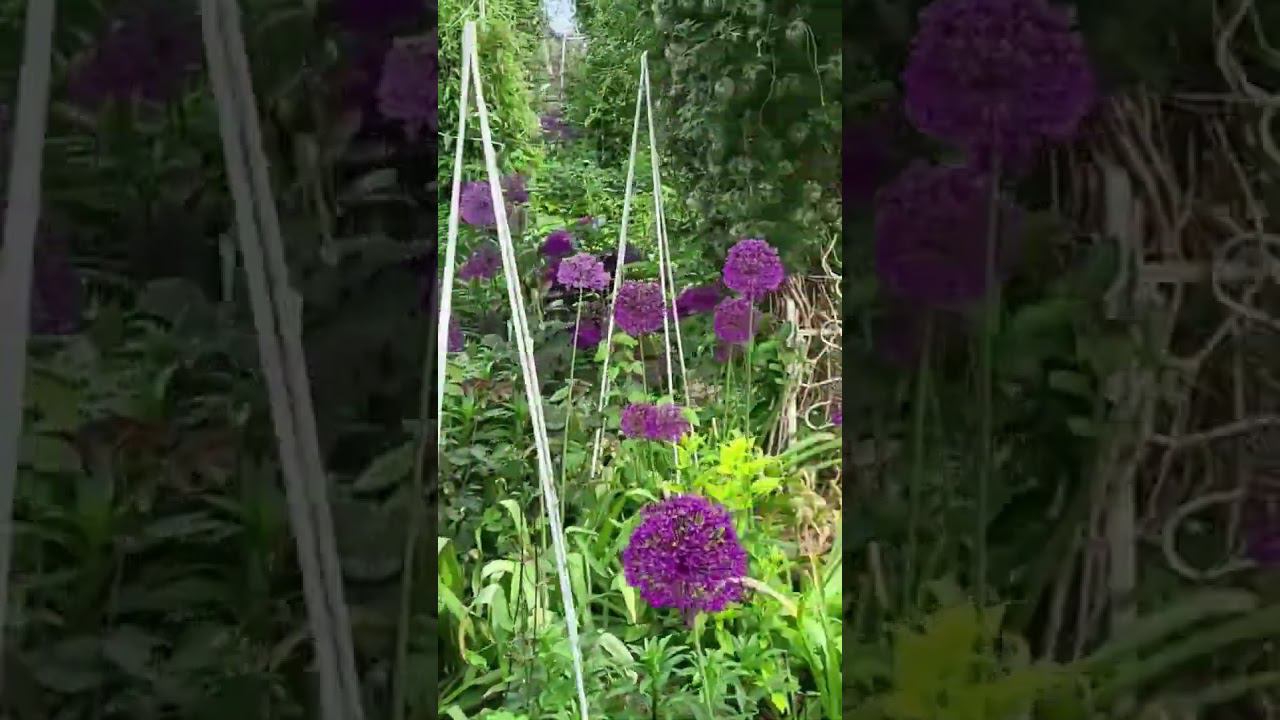 Жасмин. Обновляем старый куст обрезкой. Саженцы в каталоге в вацапе 89193271772 #клематисы смотреть онлайн