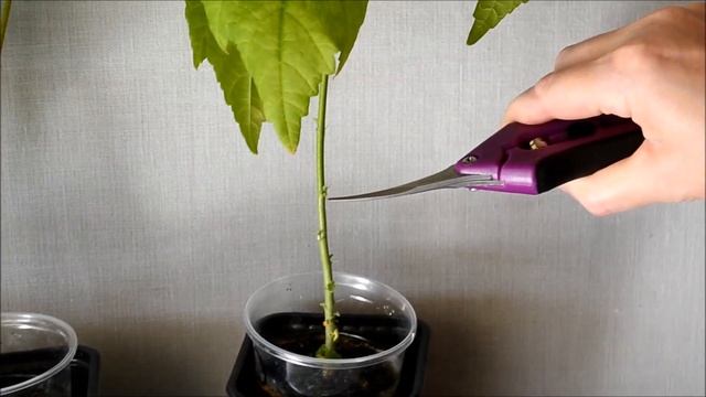 Абутилон – уход. Обрезка абутилона смотреть онлайн