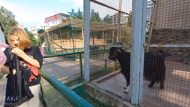 Зоопарк Батуми. Козёл. Август 2022 смотреть онлайн