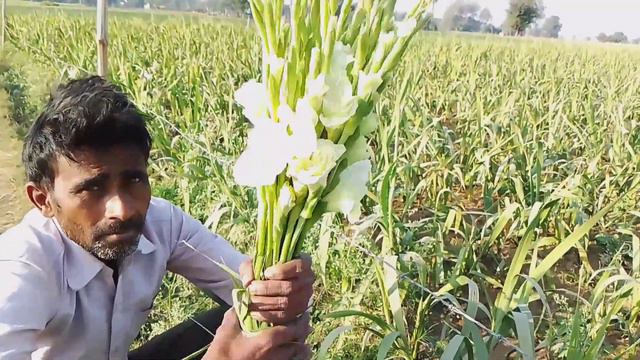 ग्लाइडर्स फूलों की खेती // Gladiolus phoolon ki kheti //@sharmajikvlog смотреть онлайн