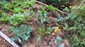 Mid-October Garden Update: Vegetable Garden Tour 2020