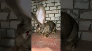 Кролики фландр бельгийский великан