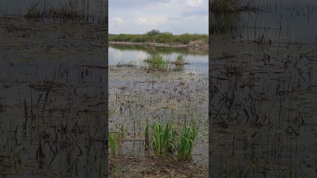 Камышница(водяная курочка).