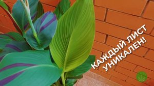 Канна Клеопатра (Cleopatra Canna lily)