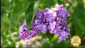 Алексей Будник "Букет сирени"