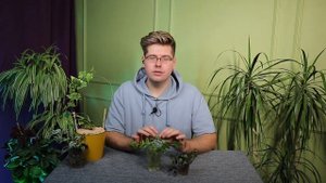 Вертикальное озеленение — что это и какие растения использовать?