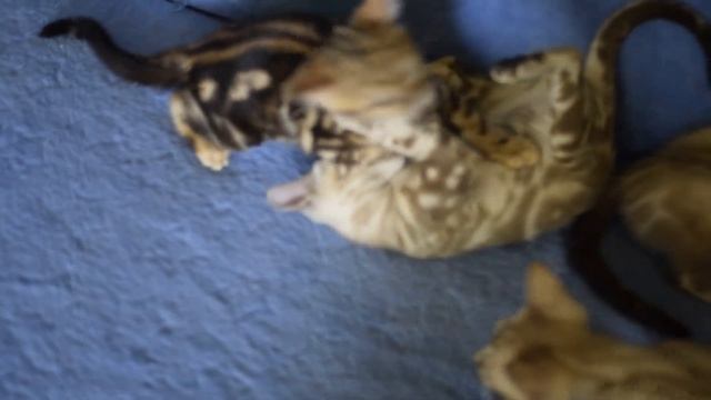 мраморные бенгалы ..питомник Benalex смотреть онлайн