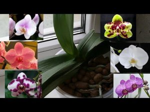 ОРХИДЕИ - мастер класс для новичка от Георгий Горячевский, а от меня Куры несушки и петух