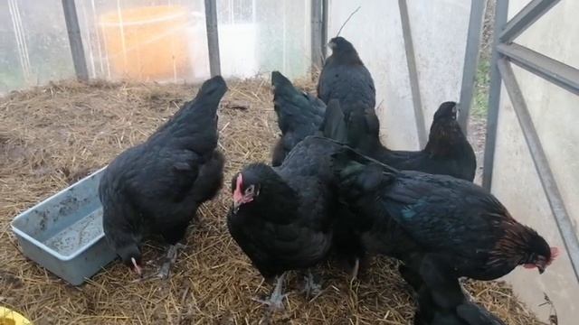 С Чего Начинать Разводить Марана // Яйцо? Цыпленок? Семья? // С.Х.У смотреть онлайн