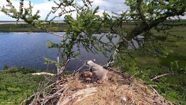 В поисках кречета. In search of Gyrfalcon смотреть онлайн