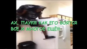 ПАУК!!! КАК ЕГО БОЯТСЯ НЕГРЫ,МНОГО СМЕХОТЫ!!!