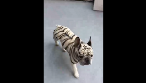 Тигровый французский бульдог