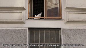 Как правильно сделать укол кошке внутримышечно?