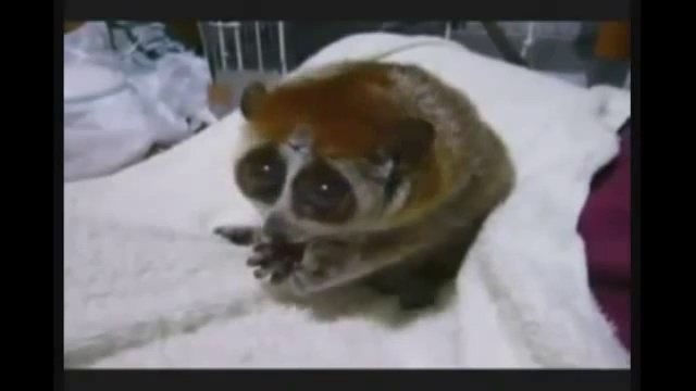 Братья наши меньшие