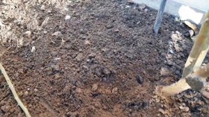 Роза плетистая "Дон Жуан" - продолжаем готовить к зиме ( 2 часть - обрезаем и пригибаем ).