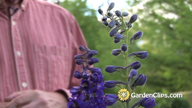 Delphinium - Larkspur - Growing Delphinium