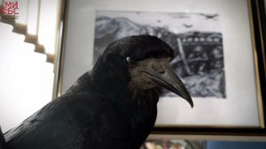 "ЗАРИСОВКИ ИЗ-ЗА ЛЕНТОЧКИ"