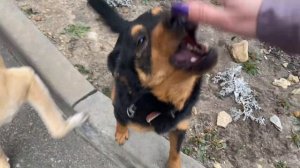 ТЕЧКА началась. Все КОБЕЛЯ за мной! Как спастись от них? Я ушла НА ДРУГОЙ САЙТ!