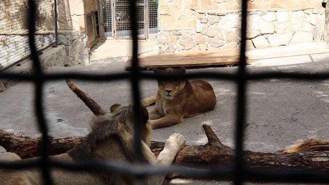 Легендына компания отдыхает, зевает, потом играет))) Зоопарк Сказка. г. Ялта. Крым. смотреть онлайн