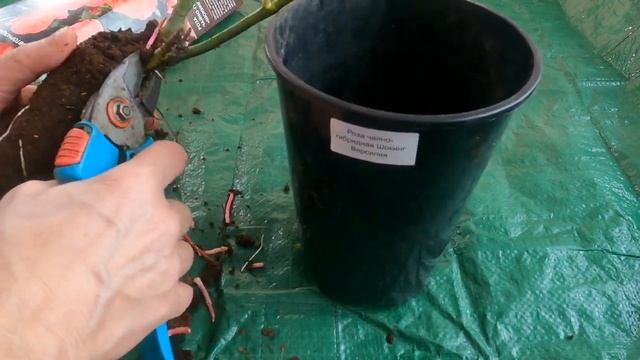 Как выбрать саженец розы ? | Как сохранить саженцы роз до посадки весной | Когда купить саженцы роз
