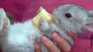 10 причин завести кролика