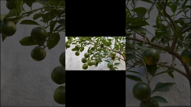 Harvesting lots of Calamansi in 4 gallon Container