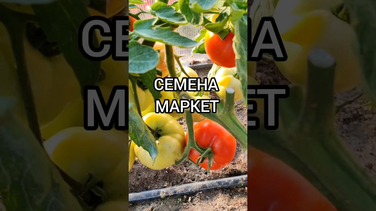 Томат ГЕЛЕНА F1 #семенамаркет #семена #хештег #томаты#помидоры#заказатьсемена #хештег