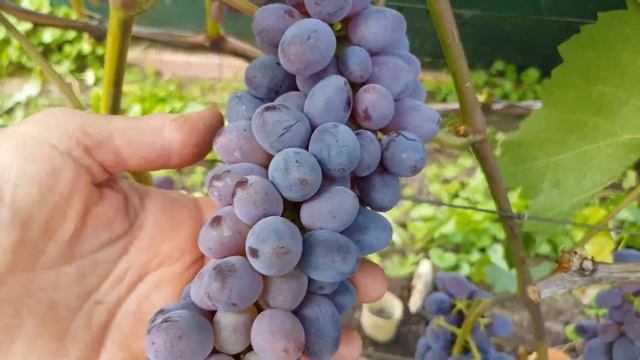 Виноград Конкорд без косточек - украшение любого виноградника.ТопСад