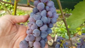Виноград Конкорд без косточек - украшение любого виноградника.ТопСад