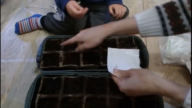 Сеем семена томатов в торфяные горшки