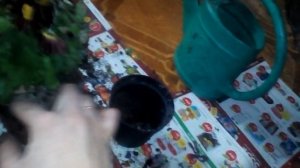 Пересадка хризантемы