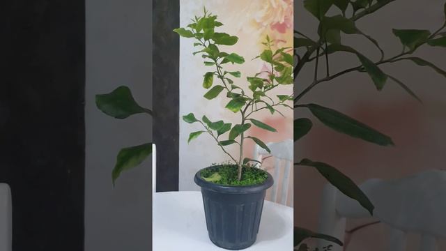 размножение кумквата. размножение лимона. размножение мандарина. укоренение лимона. смотреть онлайн