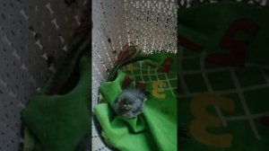 кормление птенца трясогузки.