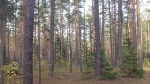 Беловежская пуща с детьми