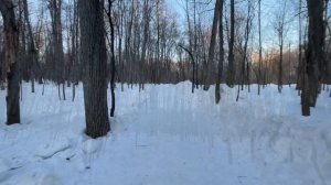 Утренняя  магия леса, прогулка в одиночку