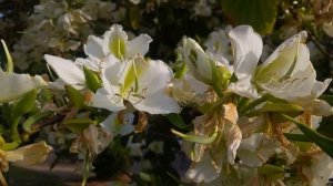 Баухиния  Орхидейное дерево