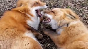 Вы когда-нибудь слышали, как смеется лиса?