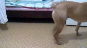 прикольная собака пит буль pit bull