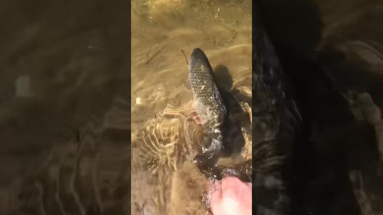 Впускайте Рыбу смотреть онлайн