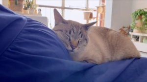 Cat Кошки Котята Коты #Shorts 1140.mp4