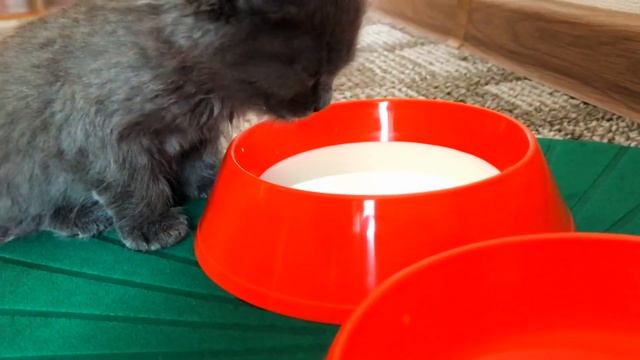 Нашли и приютили котенка! Кормим, играем, купаем. смотреть онлайн