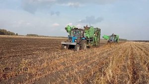 Митино Механизированная уборка картофеля