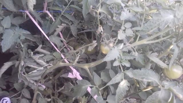 Томат сорт "Шоколадница " смотреть онлайн