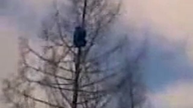 Как снять медведя с дерева (Bear in a tree) смотреть онлайн
