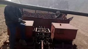 МТЗ-80.1+ картофелесажалка КСМ-4