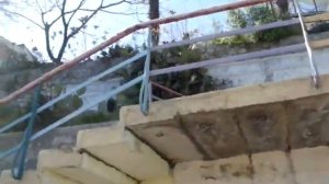 Опунция Энгельманна — Opuntia engelmannii и  глициния (Glicinia —Wisteria).