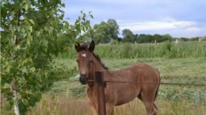 Выжелес  -  рязанское село